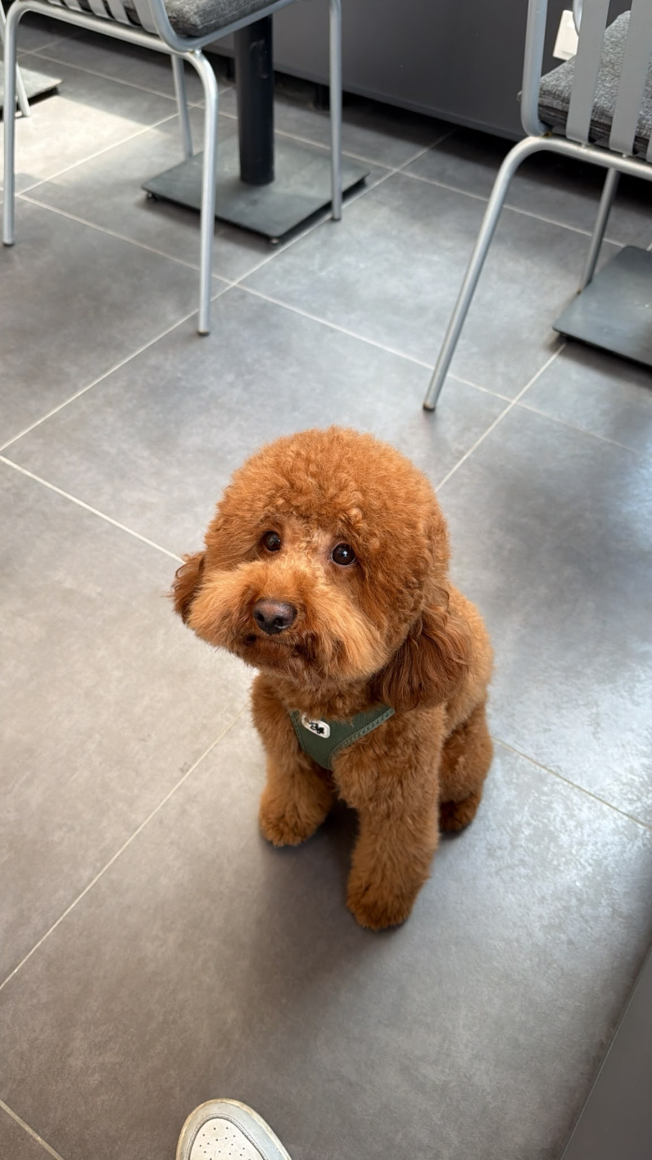 Miniature Poodle Oğlumuz Buddye eş arıyoruz.
